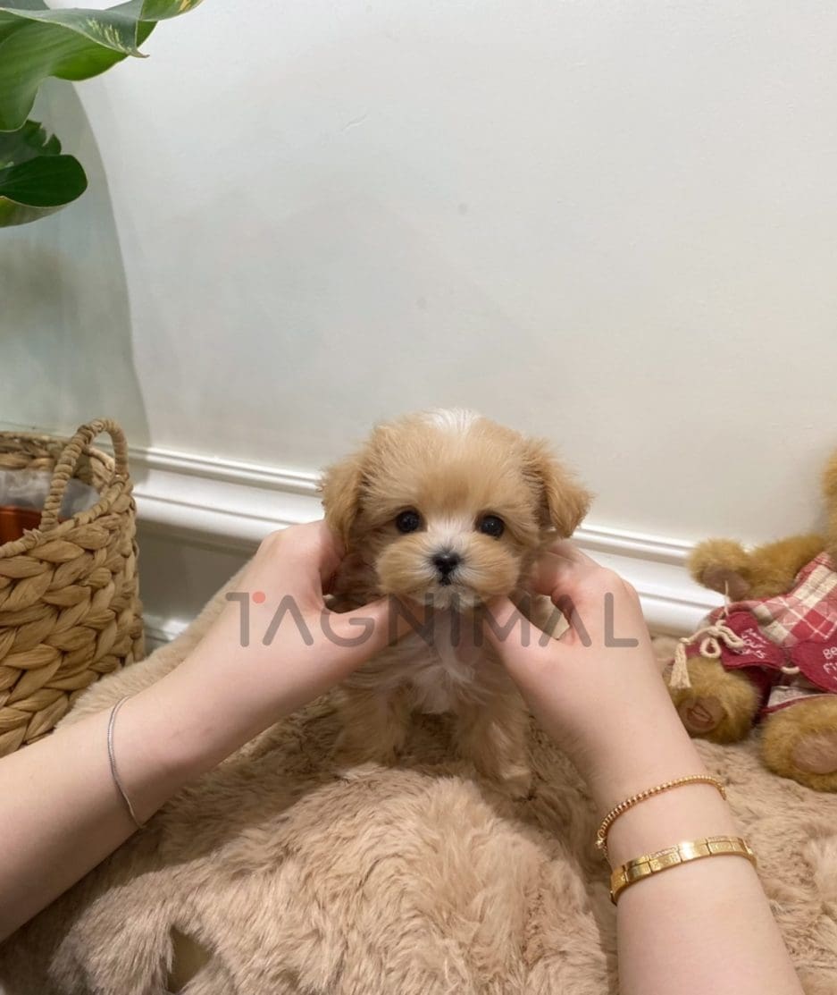 Maltipoo puppy for sale, dog for sale at Tagnimal