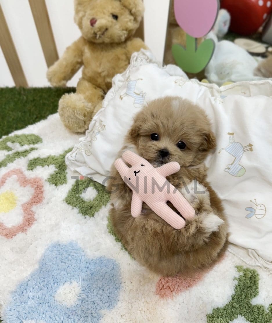 Maltipoo puppy for sale, dog for sale at Tagnimal