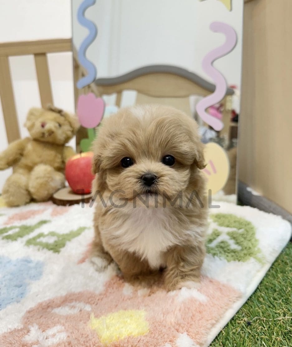 Maltipoo puppy for sale, dog for sale at Tagnimal