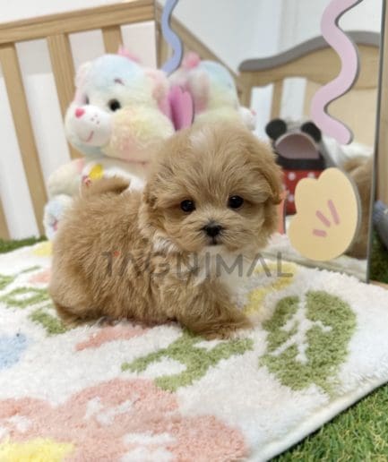 Maltipoo puppy for sale, dog for sale at Tagnimal