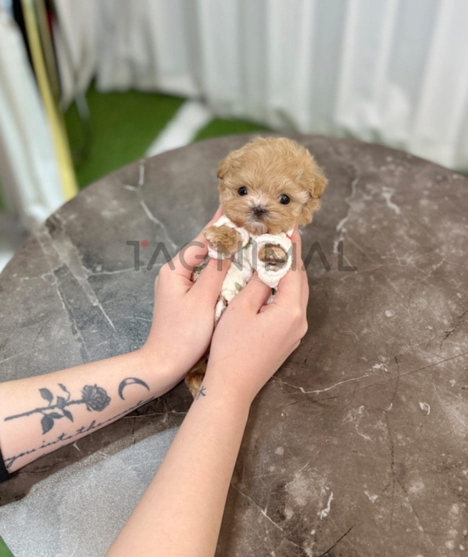 Maltipoo puppy for sale, dog for sale at Tagnimal