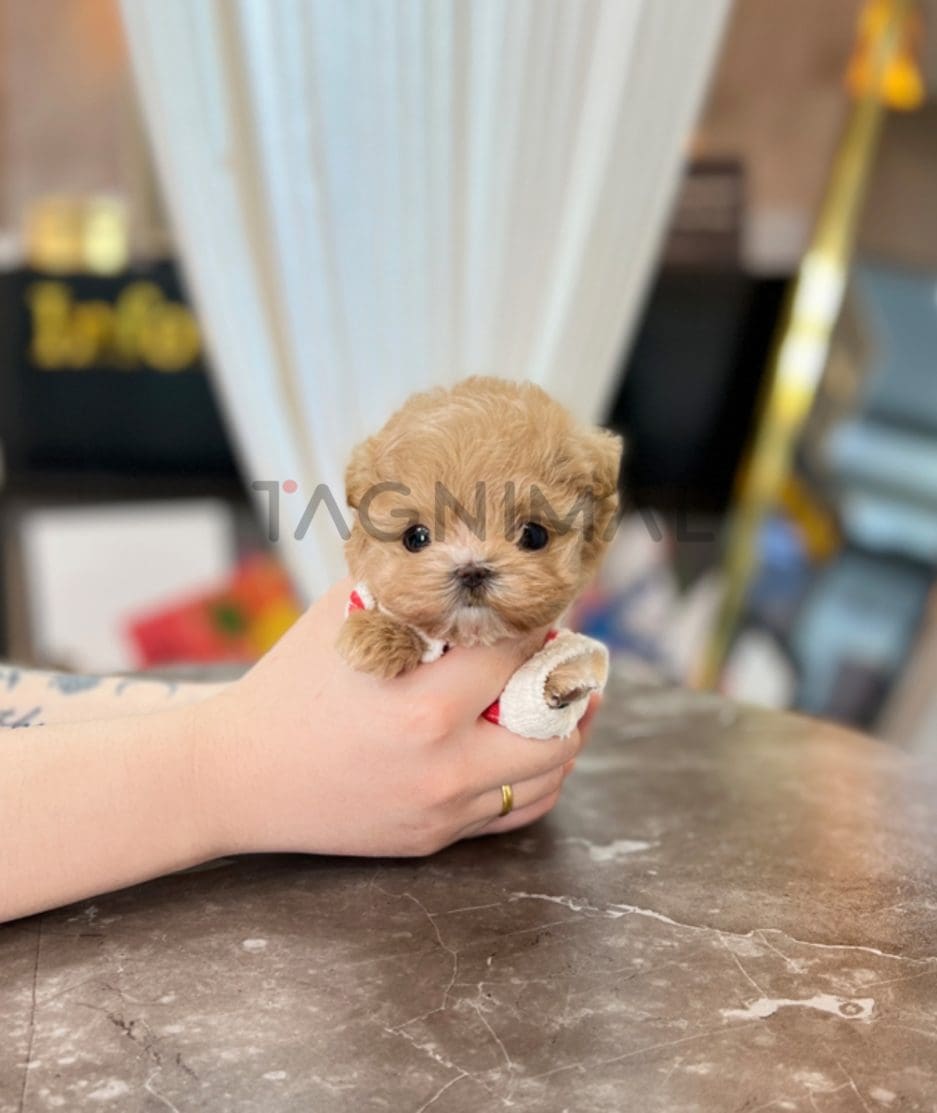 Maltipoo puppy for sale, dog for sale at Tagnimal