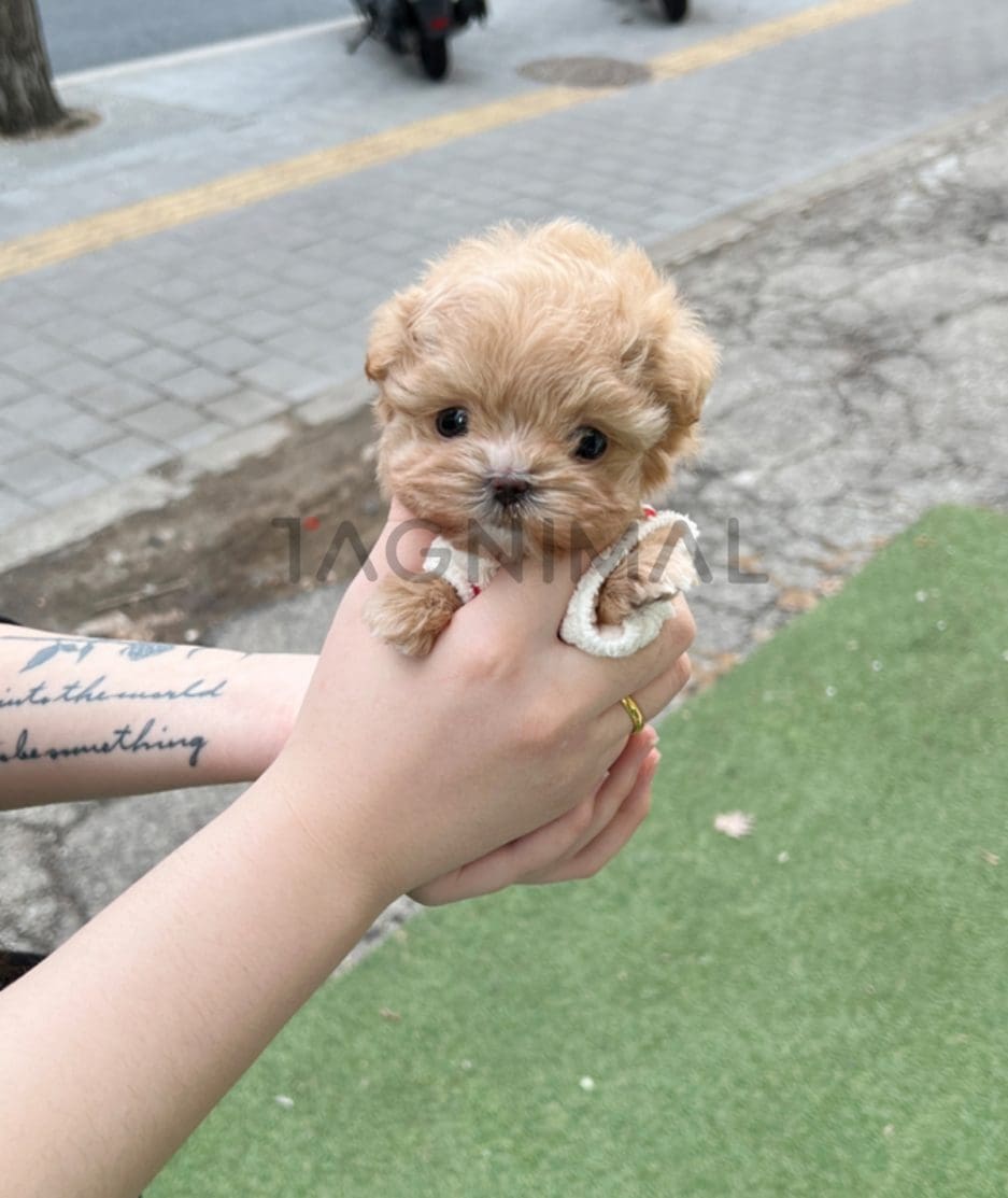 Maltipoo puppy for sale, dog for sale at Tagnimal