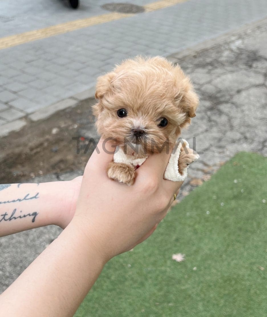 Maltipoo puppy for sale, dog for sale at Tagnimal