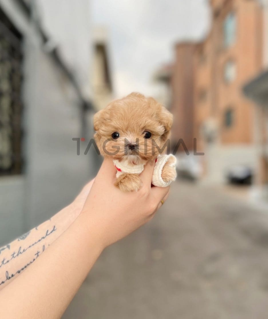 Maltipoo puppy for sale, dog for sale at Tagnimal