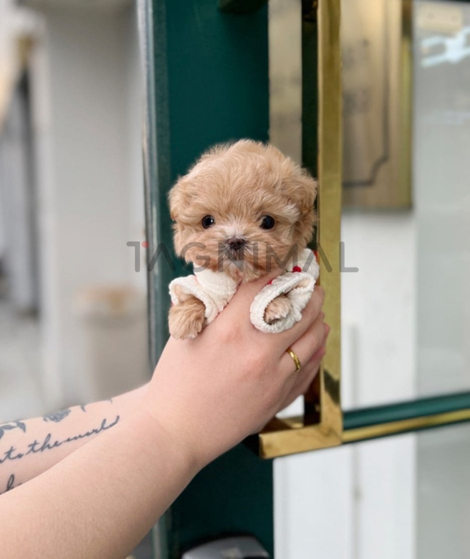 Maltipoo puppy for sale, dog for sale at Tagnimal