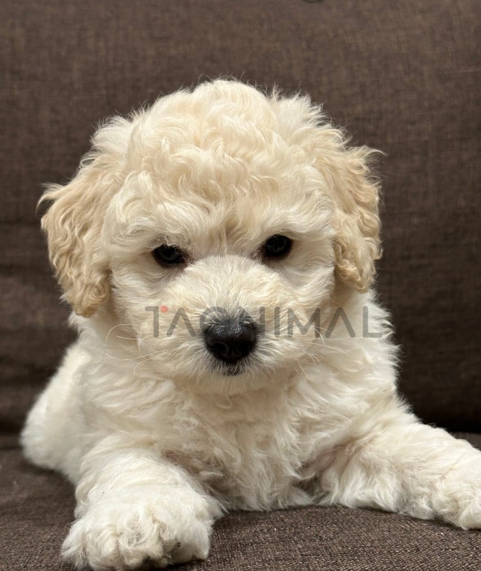 Poodle puppy for sale, dog for sale at Tagnimal