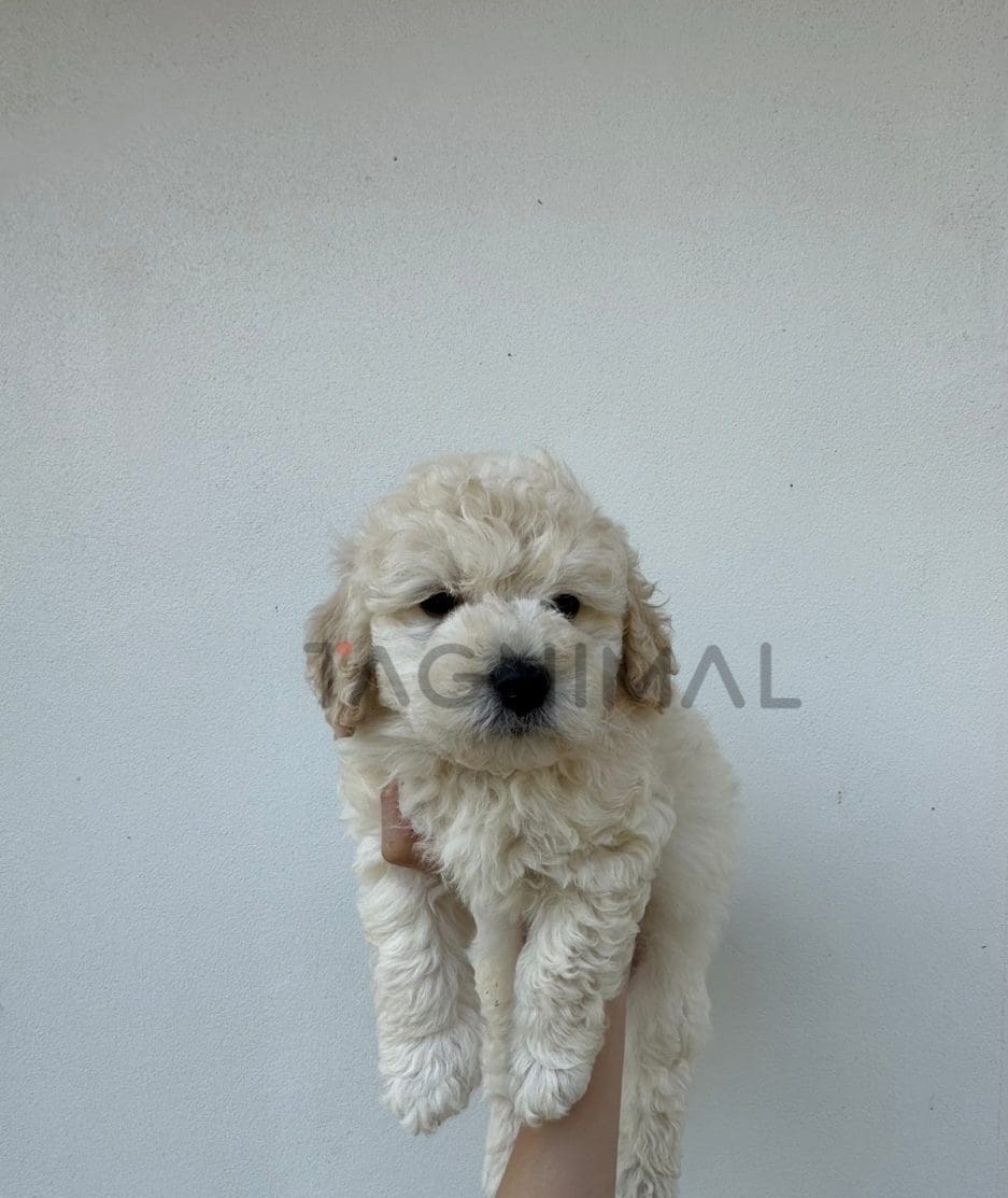 Poodle puppy for sale, dog for sale at Tagnimal