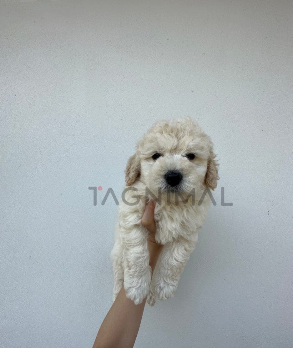 Poodle puppy for sale, dog for sale at Tagnimal