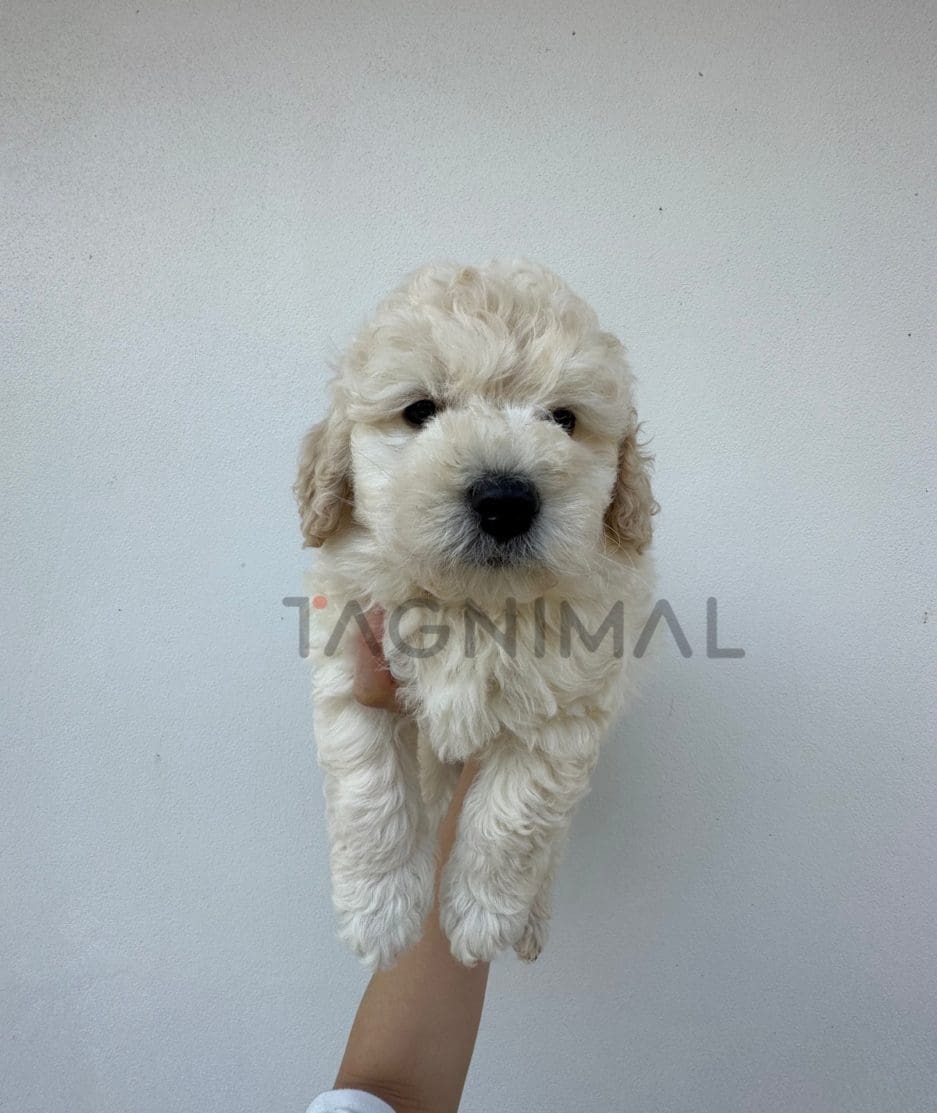 Poodle puppy for sale, dog for sale at Tagnimal