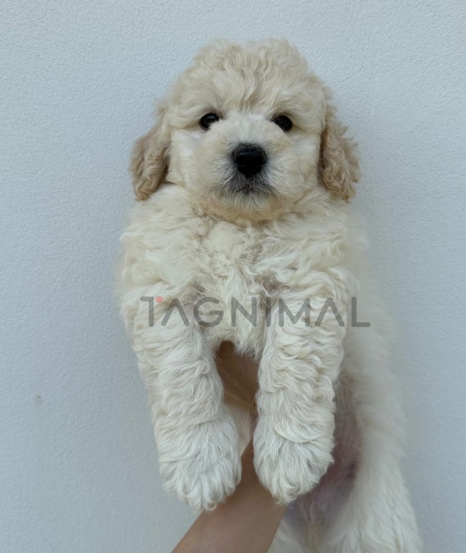 Poodlea puppy for sale, dog for sale at Tagnimal