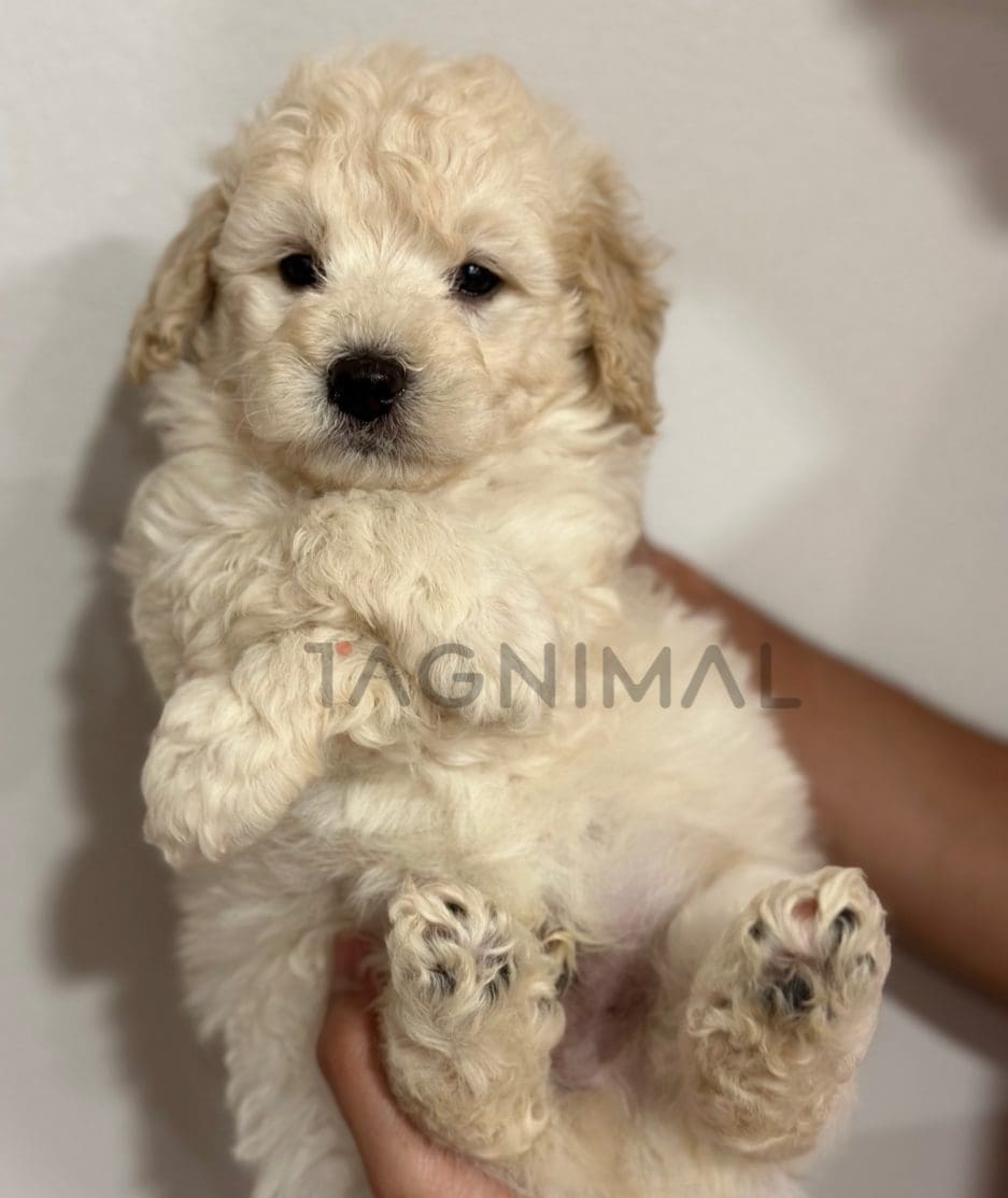 Poodle puppy for sale, dog for sale at Tagnimal