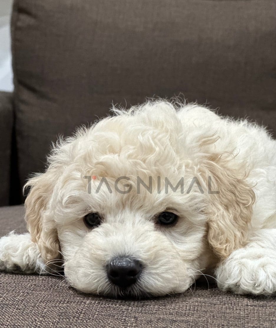 Poodle puppy for sale, dog for sale at Tagnimal