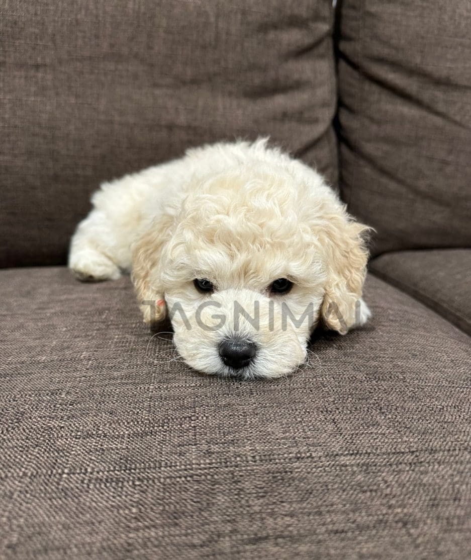 Poodle puppy for sale, dog for sale at Tagnimal