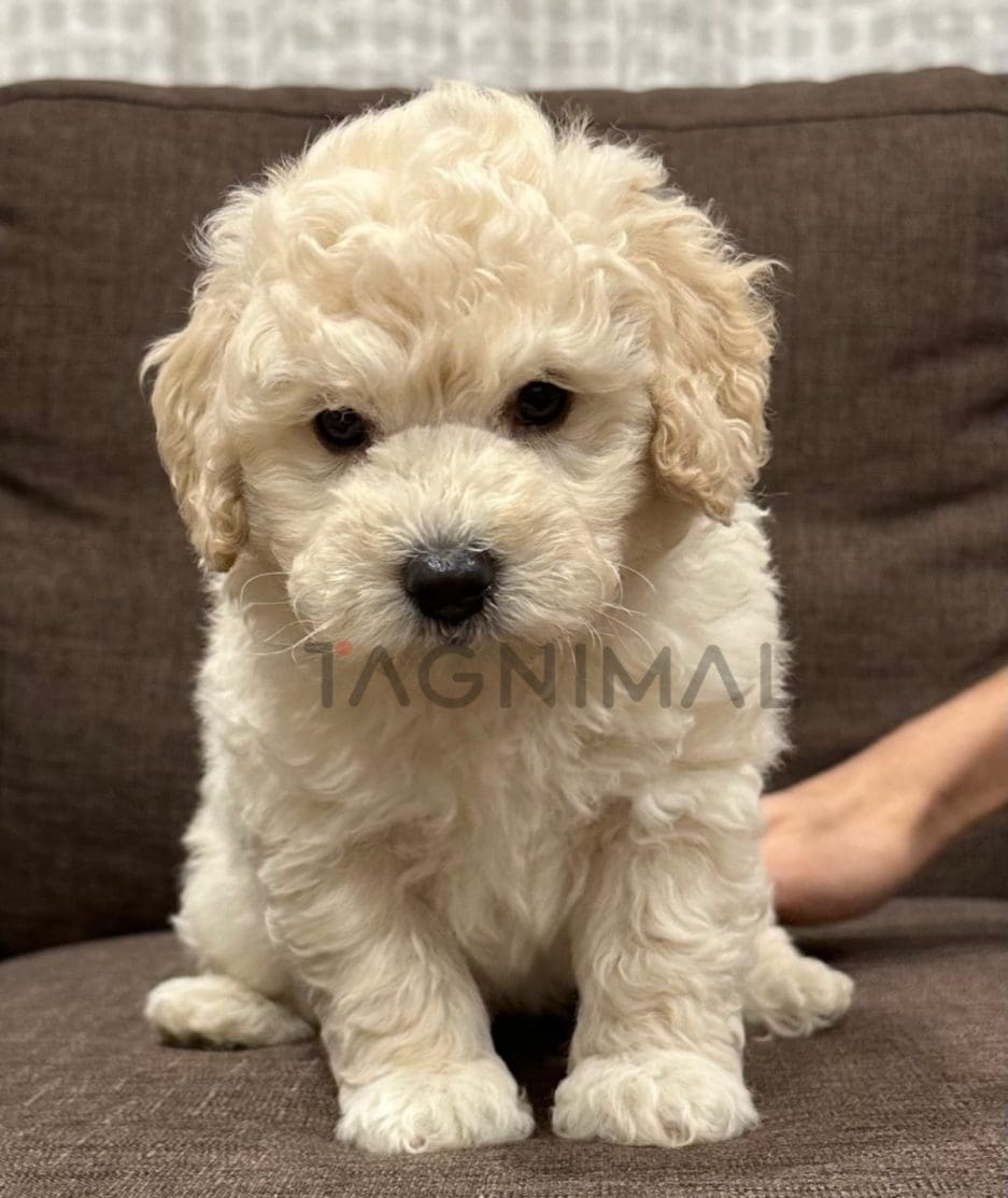 Poodle puppy for sale, dog for sale at Tagnimal