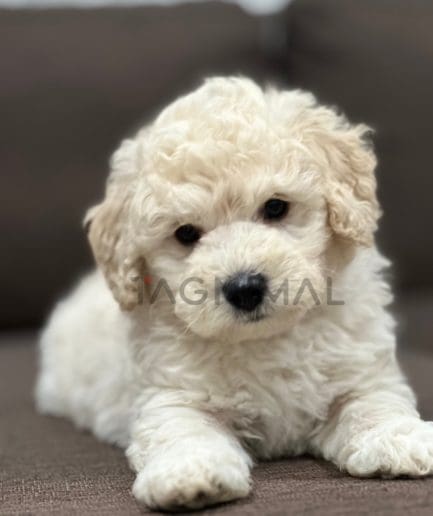 Poodle puppy for sale, dog for sale at Tagnimal