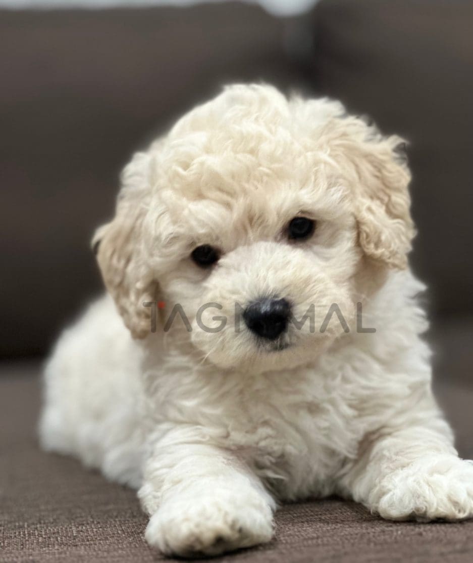 Poodle puppy for sale, dog for sale at Tagnimal