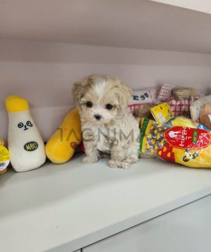 Maltipoo puppy for sale, dog for sale at Tagnimal