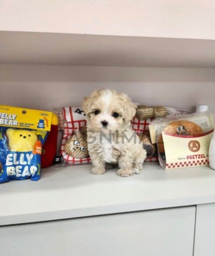 Maltipoo puppy for sale, dog for sale at Tagnimal