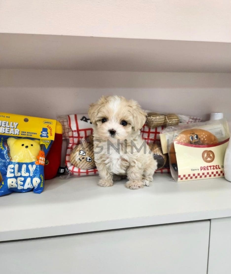 Maltipoo puppy for sale, dog for sale at Tagnimal