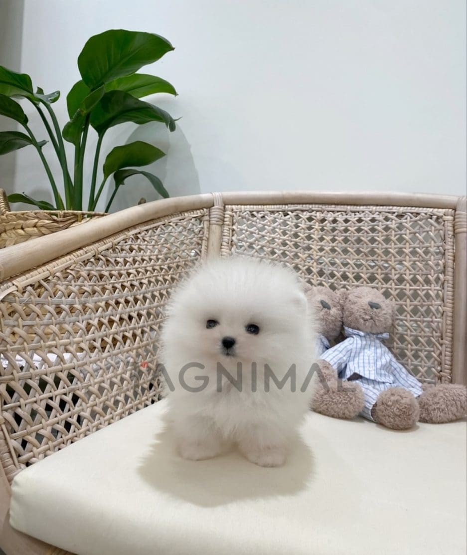 Pomeranian puppy for sale, dog for sale at Tagnimal