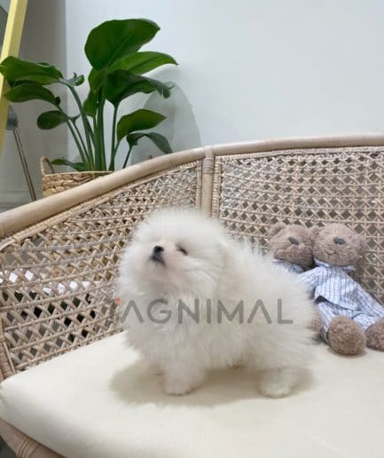 Pomeranian puppy for sale, dog for sale at Tagnimal