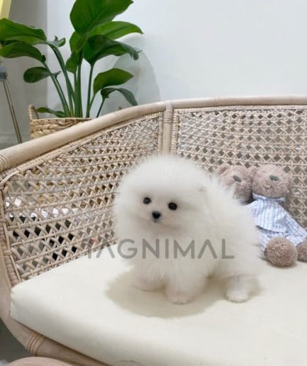 Pomeranian puppy for sale, dog for sale at Tagnimal