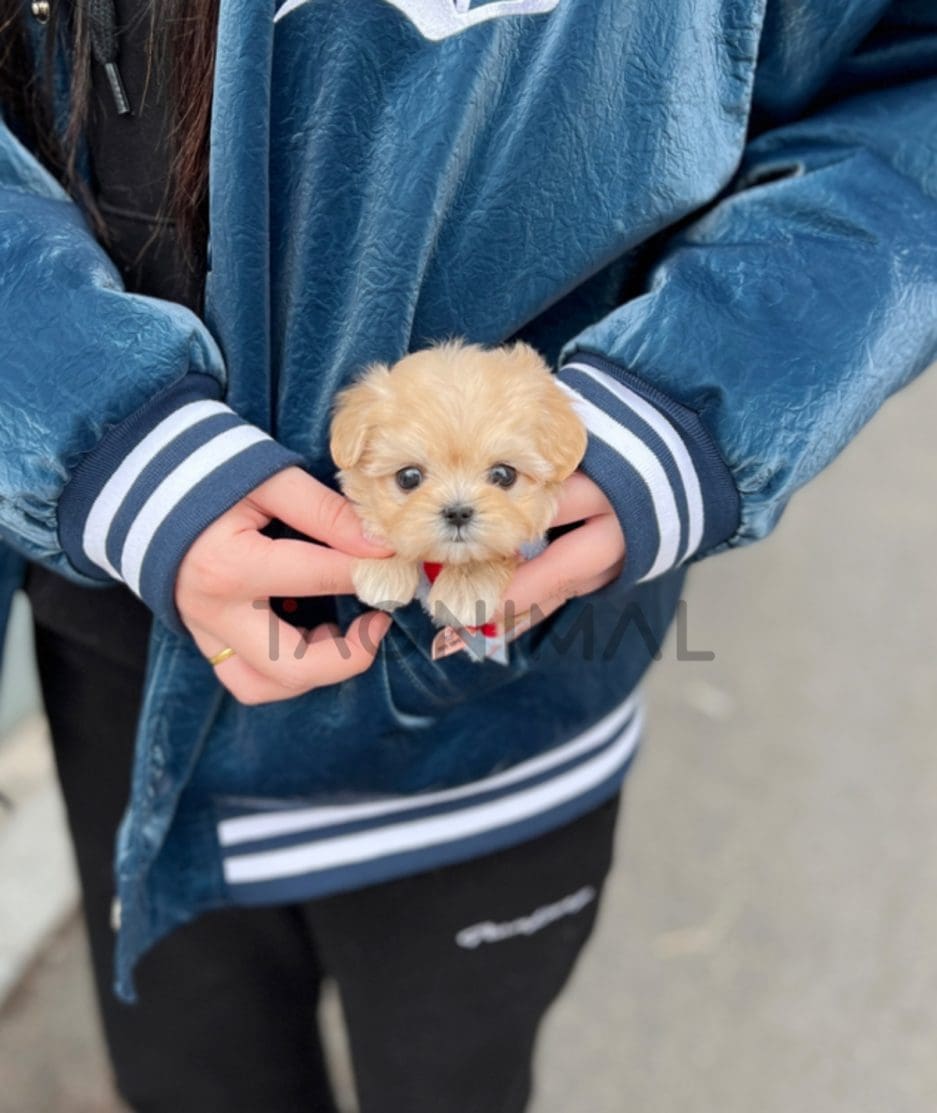 Maltipoo puppy for sale, dog for sale at Tagnimal