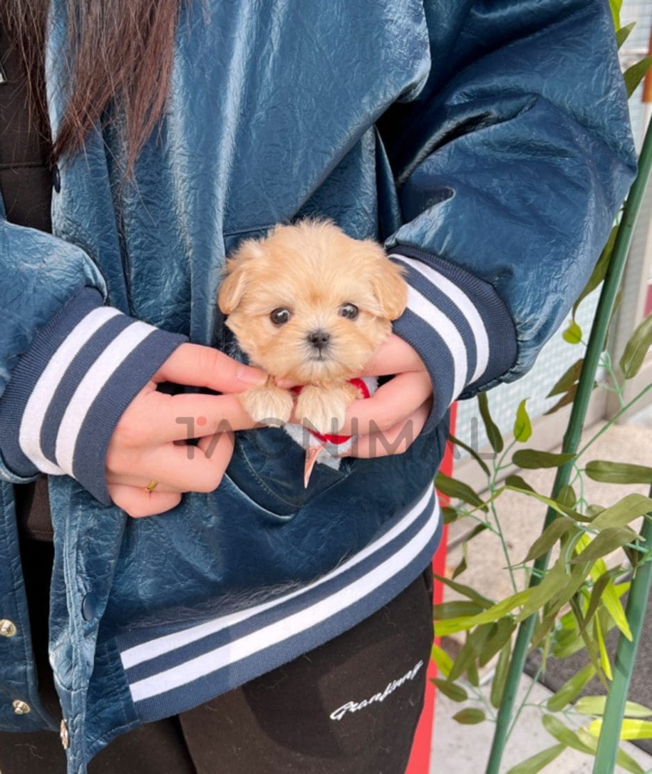 Maltipoo puppy for sale, dog for sale at Tagnimal