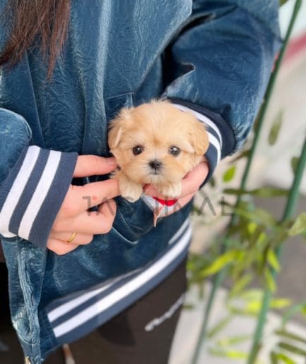 Maltipoo puppy for sale, dog for sale at Tagnimal