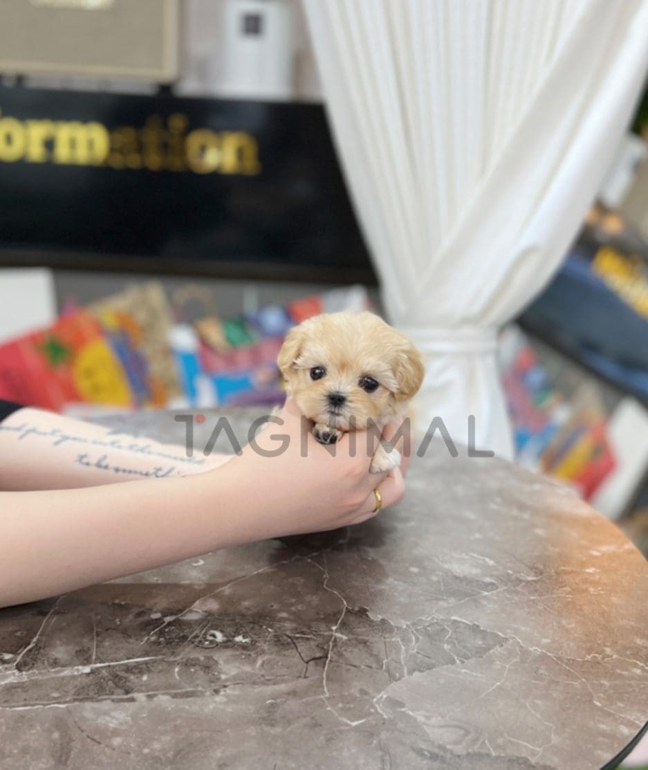 Maltipoo puppy for sale, dog for sale at Tagnimal