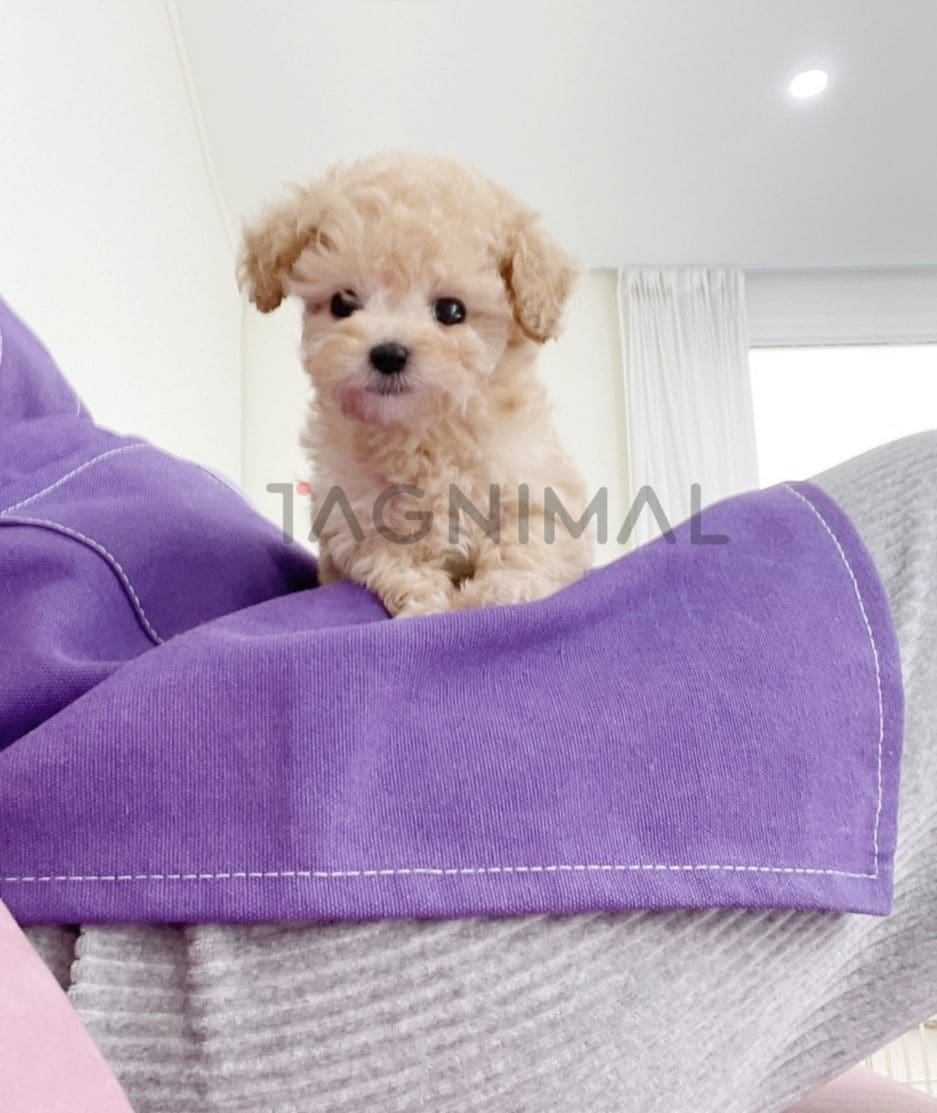 Poodle puppy for sale, dog for sale at Tagnimal