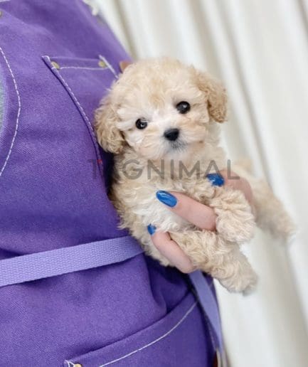 Poodle puppy for sale, dog for sale at Tagnimal