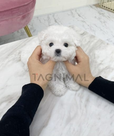 Maltese puppy for sale, dog for sale at Tagnimal