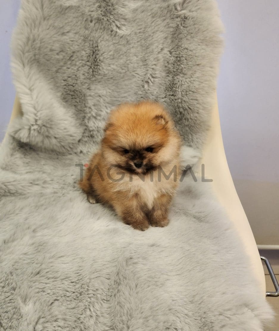 Pomeranian puppy for sale, dog for sale at Tagnimal