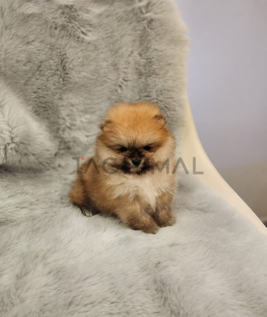 Pomeranian puppy for sale, dog for sale at Tagnimal