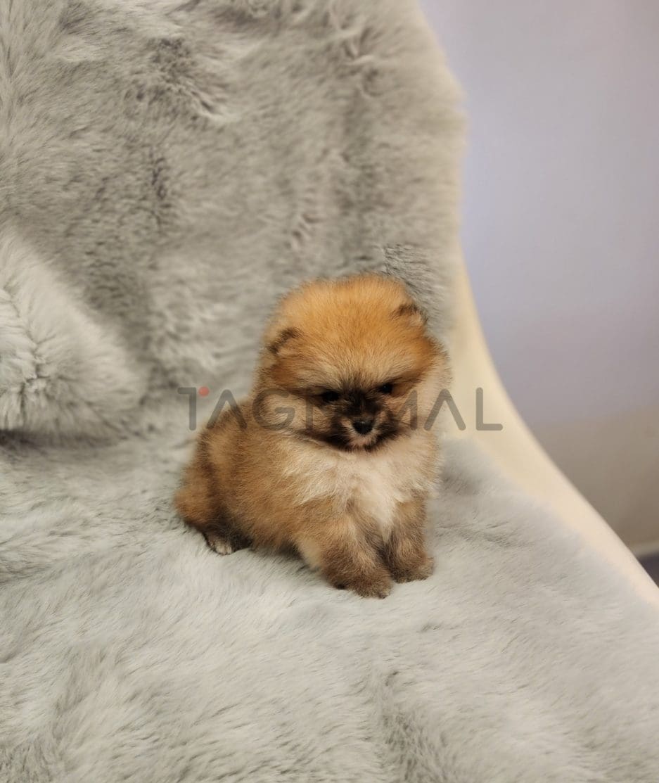 Pomeranian puppy for sale, dog for sale at Tagnimal