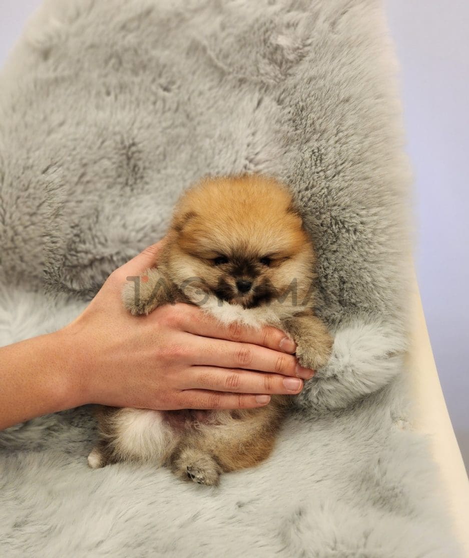 Pomeranian puppy for sale, dog for sale at Tagnimal