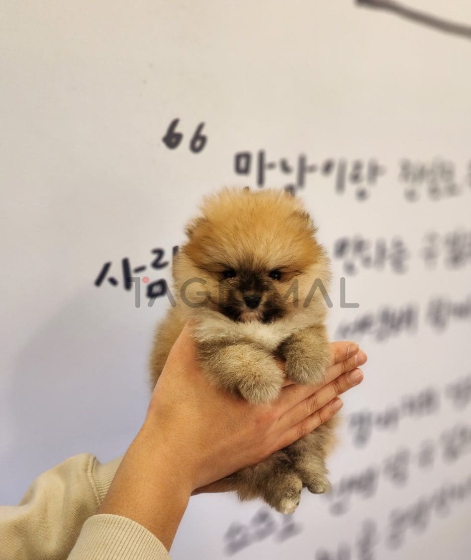 Pomeranian puppy for sale, dog for sale at Tagnimal