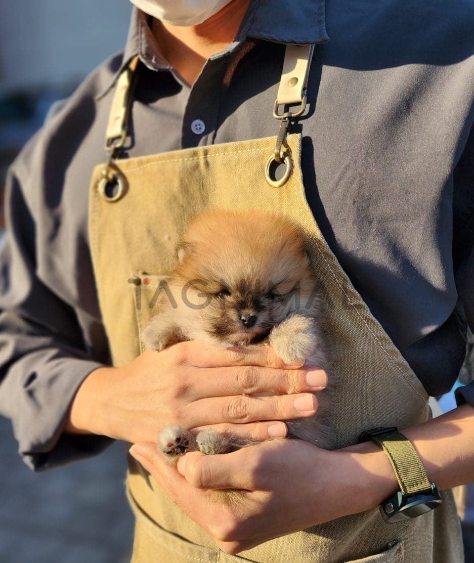 Pomeranian puppy for sale, dog for sale at Tagnimal