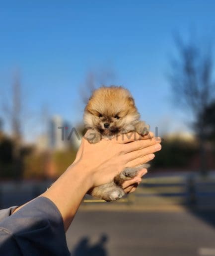 Pomeranian puppy for sale, dog for sale at Tagnimal