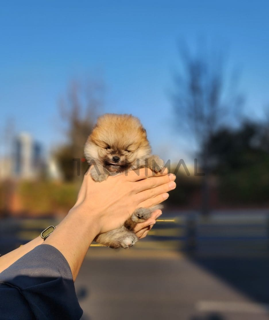 Pomeranian puppy for sale, dog for sale at Tagnimal