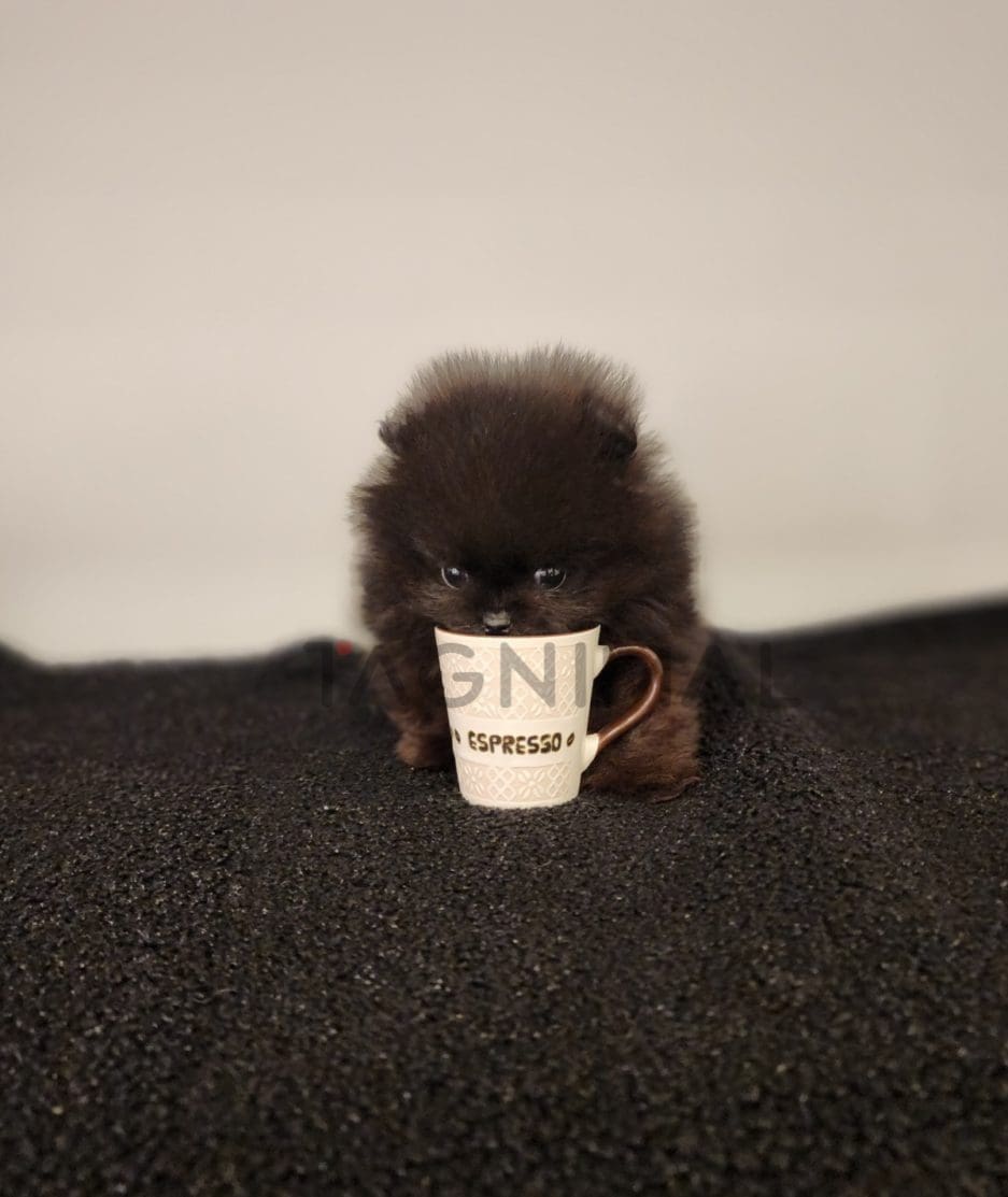 Pomeranian puppy for sale, dog for sale at Tagnimal