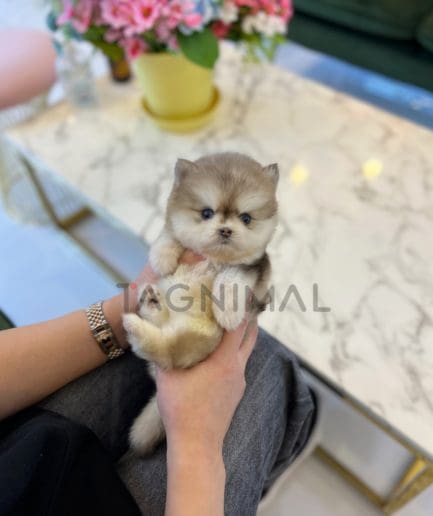 Pomsky puppy for sale, dog for sale at Tagnimal