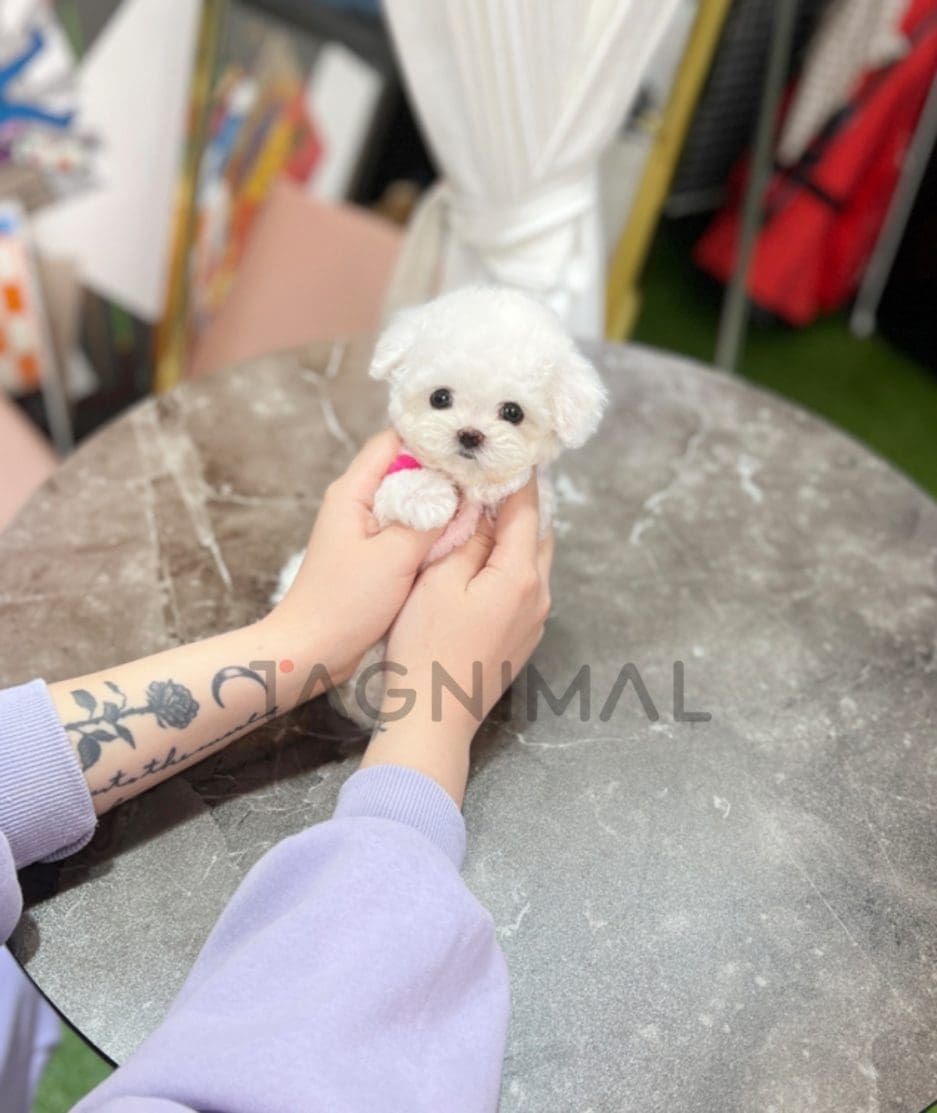 Bichon puppy for sale, dog for sale at Tagnimal