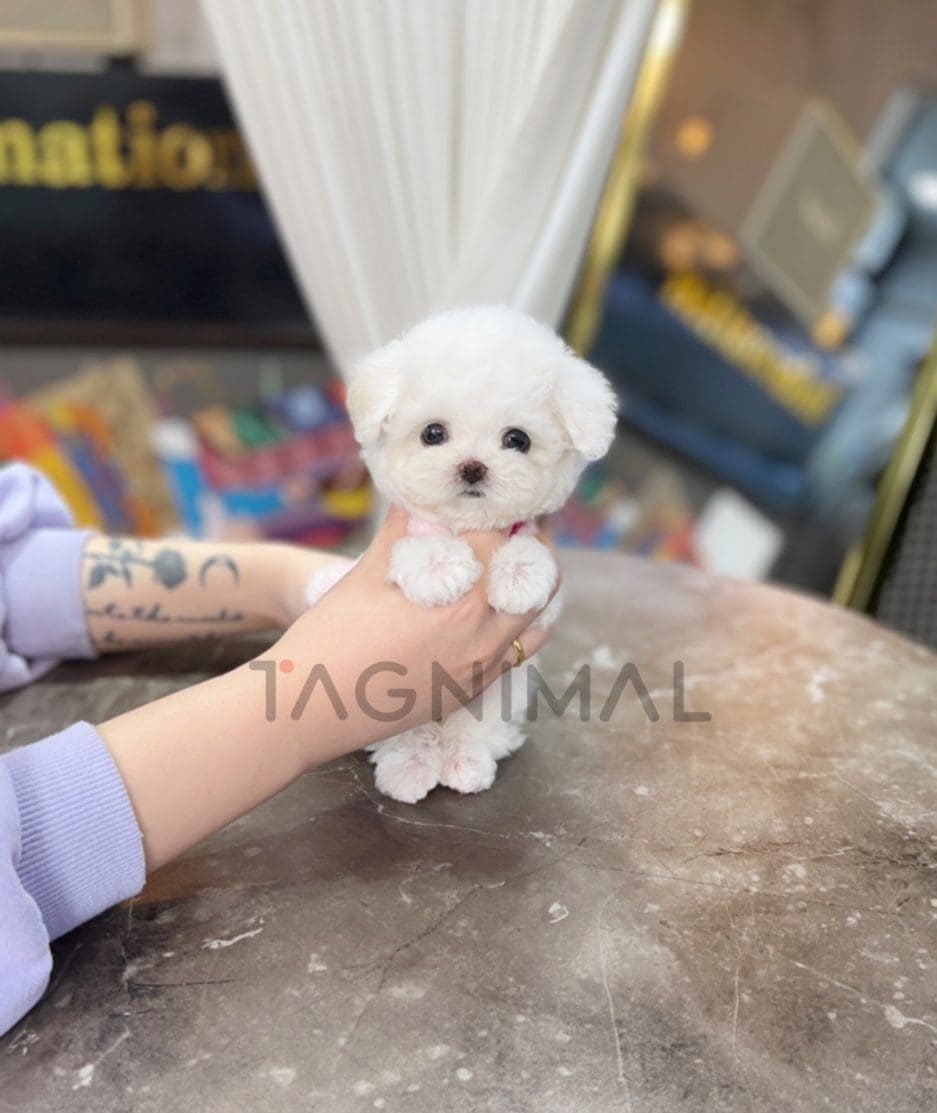 Bichon puppy for sale, dog for sale at Tagnimal