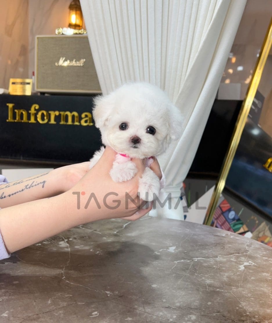 Maltese puppy for sale, dog for sale at Tagnimal