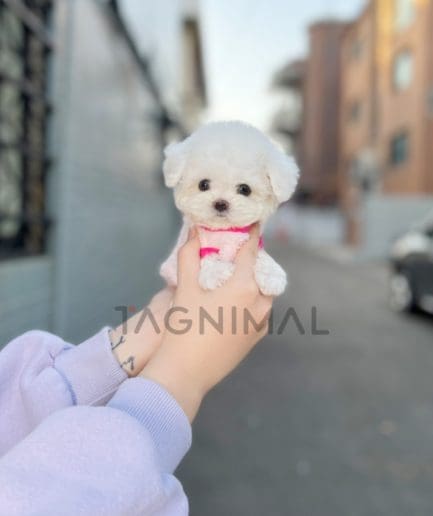 Bichon puppy for sale, dog for sale at Tagnimal