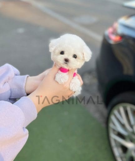 Bichon puppy for sale, dog for sale at Tagnimal