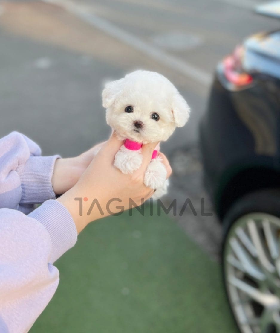 Bichon puppy for sale, dog for sale at Tagnimal